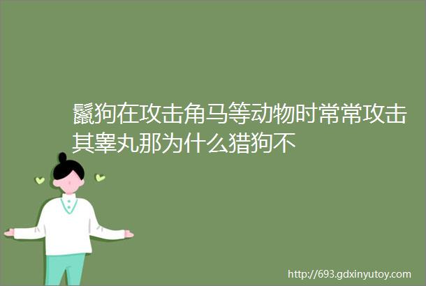 鬣狗在攻击角马等动物时常常攻击其睾丸那为什么猎狗不